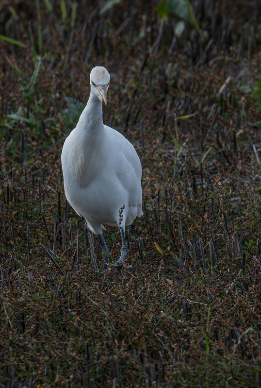 P1000212 Verbessert RRklein
