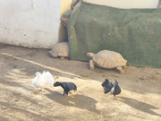 Ленивый Египет (Хургада, Луксор, Каир), декабрь 2025 - январь 2026