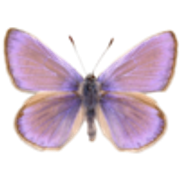 tumblr-58abba3cf0e4c5ac3f377fc3fd08e8aa-1f6419ac-250