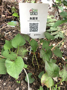 photo-iherbalgarden-3rd-023