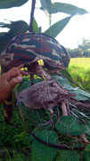 Taman-Sejati-Indah-080613-(2)