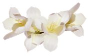 Winter-White-Elements-205