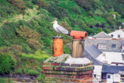 Boscastle Seagull.