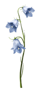 april-showers-SD-50