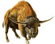 Bison