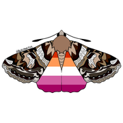 moths3-3