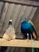 150382305_349394806177984_3200986977074095623_n