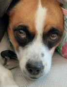 Xena-Nel