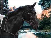 black warmblood - sold