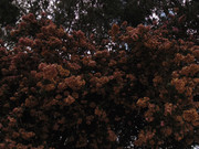 32.2.at the SEMATARY II