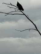 IMG-0974