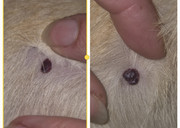 Screenshot-20250604-153643-Editor-Lite