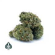 cannabis plants