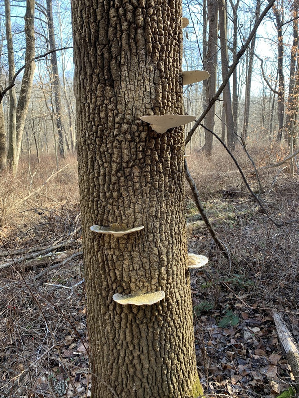 EDEA770C-DF67-4F17-A1EA-65561B80F38A