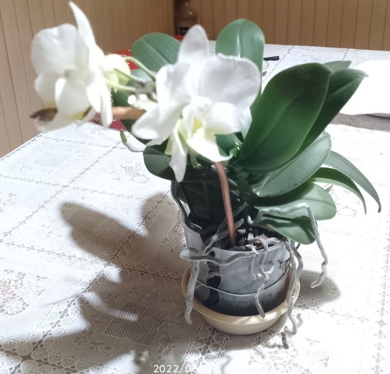 https://i.postimg.cc/G9wsSgVn/orchidea-2021-rol-2022-re.jpg