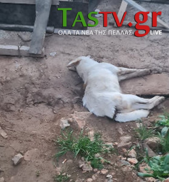 2023-02-01_235059 (Αντιγραφή)