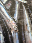 IMG_20210624_114539_resized_20210624_114622882