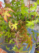 IMG-4224