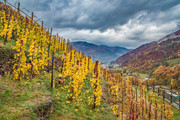 vigneti-eroici-nel-Pinerolese