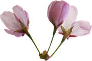 Blossom-Elements-10