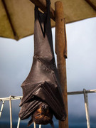 flying-fox-bat-179415408.jpg