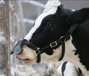 vache.png