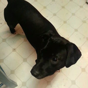 11849892_749580725165119_1427810989_n