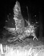 singlebungle1472-20221202-221248-007