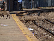 [Image: Phacoch-re-Victoria-Falls-station.jpg]