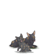 Corgiadultpupbrown]blotch