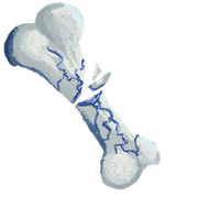 Bone Frost Shattered