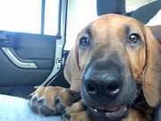 Rocco the Rhodesian Ridgeback 5