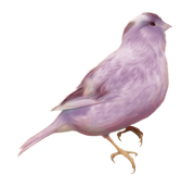 WINTER-LOVE-DBJ-ELEM-40