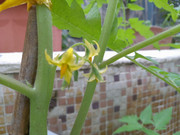 photo-littlefarmer2122-021