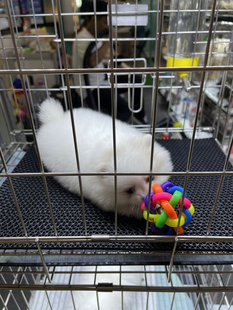 [Linked Image from i.postimg.cc]