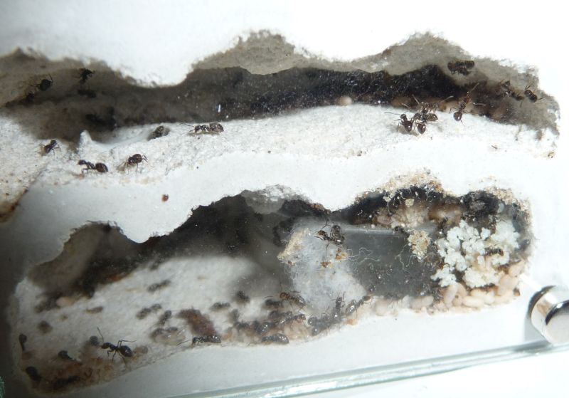 1506-Lasius.jpg