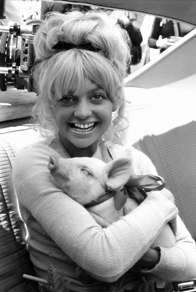 https://i.postimg.cc/Gdpz96ZW/goldie-hawn-pig-redim.jpg
