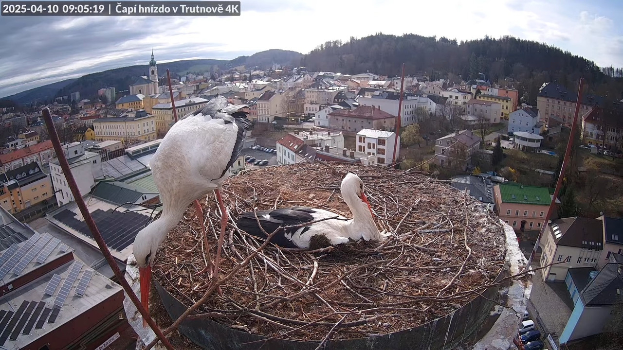 Živě z čapího hnízda na pivovarském komíně v Trutnově 11-33-42 screenshot