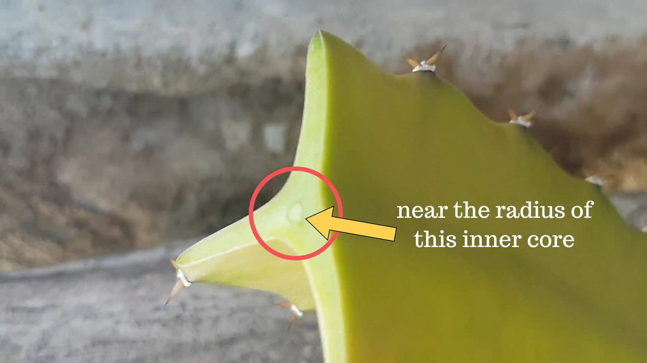 the-inside-of-dragon-fruit-plant.jpg