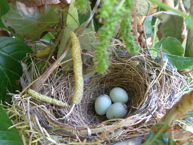 Australina Green Wht Pakistan P6 bird nest
