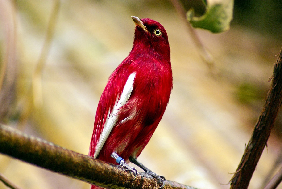red-pompadour-cotinga-3906728-1280.jpg