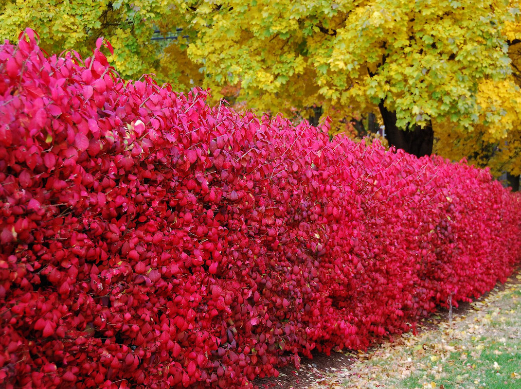 red-hedge.jpg