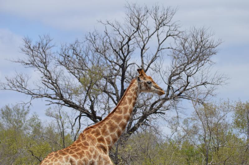 DÍA 9:  KRUGER (Berg-en-Dal – Lower Sabie) - Sudáfrica y Seychelles 2018 -  Una Honeymoon llena de vida (7)