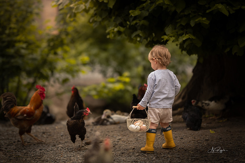people-child-feeding-chicks-jpg.jpg