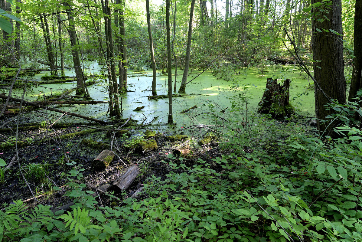 swamp-Photos.jpg