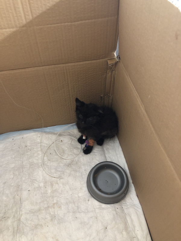 D33619D9-CF2F-4A4D-AE1B-CB70CD2BAA8D