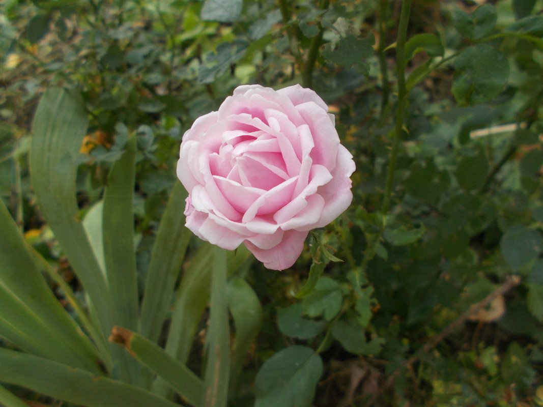DSCN2227