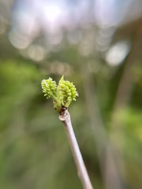 tempImageBCPb29