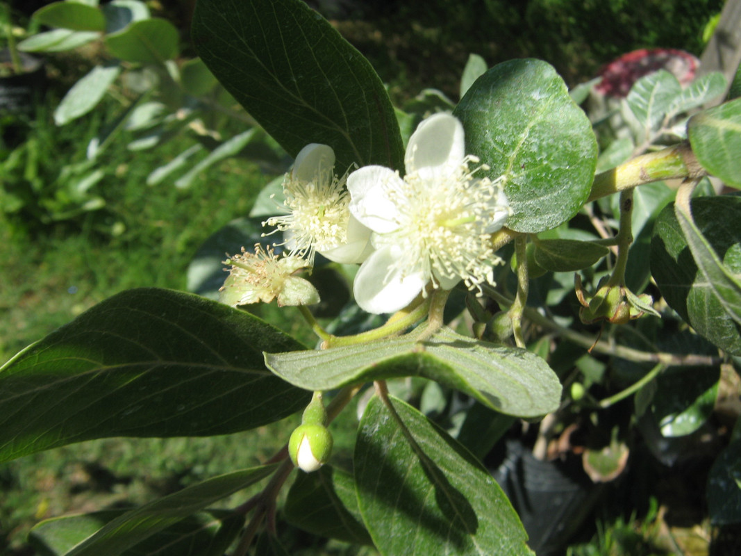 psidium_australe_20160313T114514