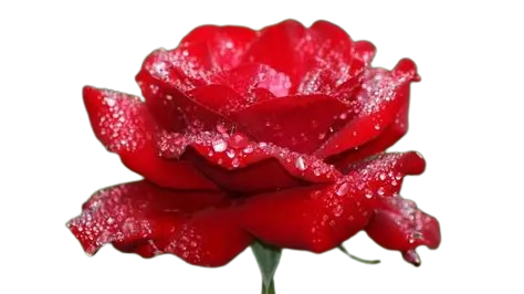 flower-removebg-preview